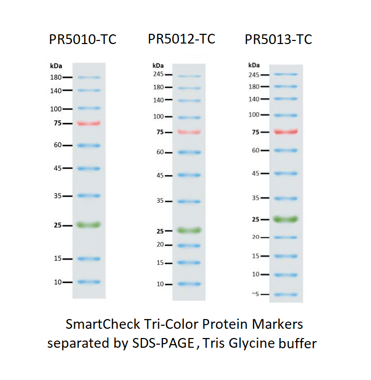 SmartCheck(TM) 3カラープロテインマーカー, 10バンド 9-180 kDa, 2x250ul