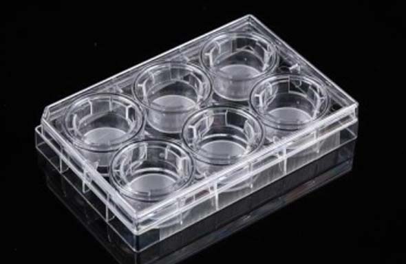 6 Cell Culture Inserts+6 Well Plate,1 μm, PET Memberane, TC, Sterile, 6/pk, 60/cs