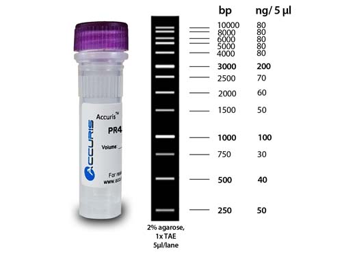 Accuris SmartCheck(TM) 1kb DNAラダー