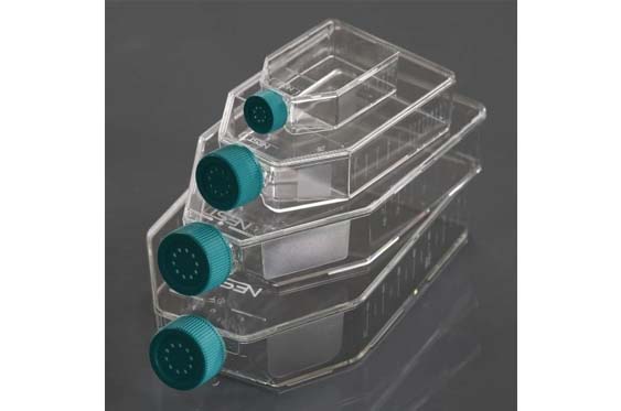 BM - 75cm2 Cell Culture Flask, Vent Cap, TC, Sterile: ティッシュ