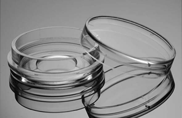 細胞培養ディッシュ　15mm　ガラスボトム　接着細胞用　滅菌