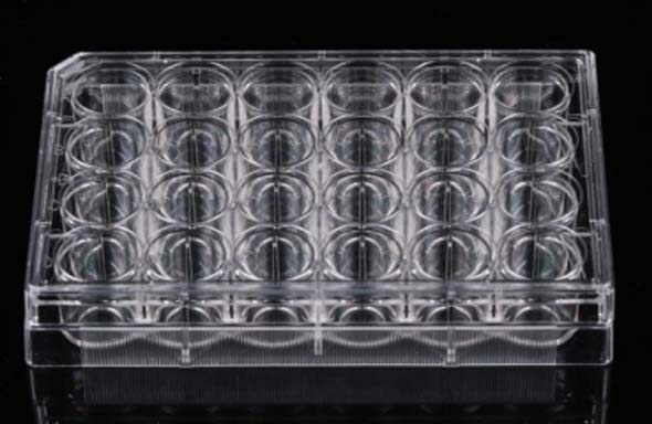 24 Well Glass Bottom Cell Culture Plate, 10 mm, TC, Sterile