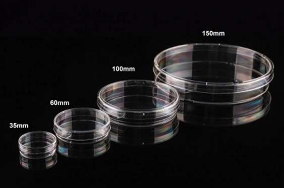 細胞培養ディッシュ　60mm　接着細胞用　滅菌