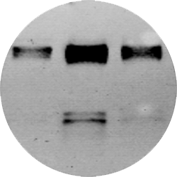 AC1078_ChemiBlot