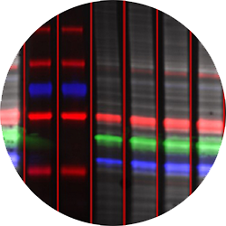 AC1078_FLBlot