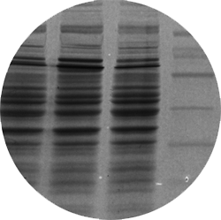 AC1078_ProteinGel