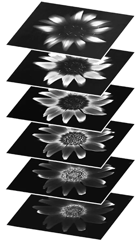 Sapphire_FL_Z-stack_Flower