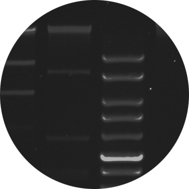 1D_DNA_Gel