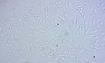 ezscope_SynovinalMesenchymalStemCells